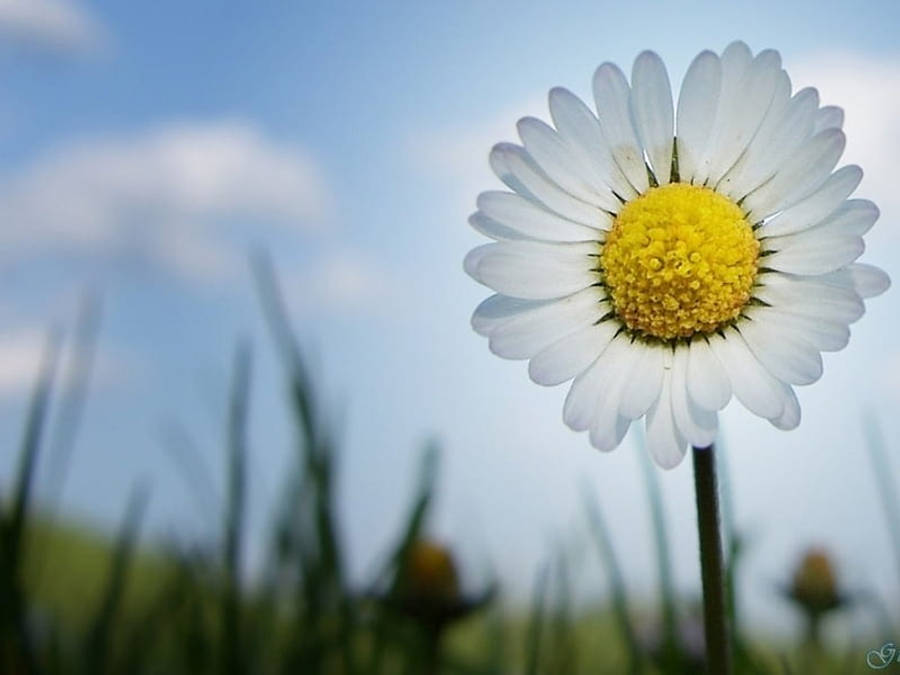 Daisy Flower Up Close 4k Wallpaper