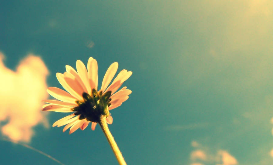 Daisy Flower Vintage Aesthetic Pc Wallpaper