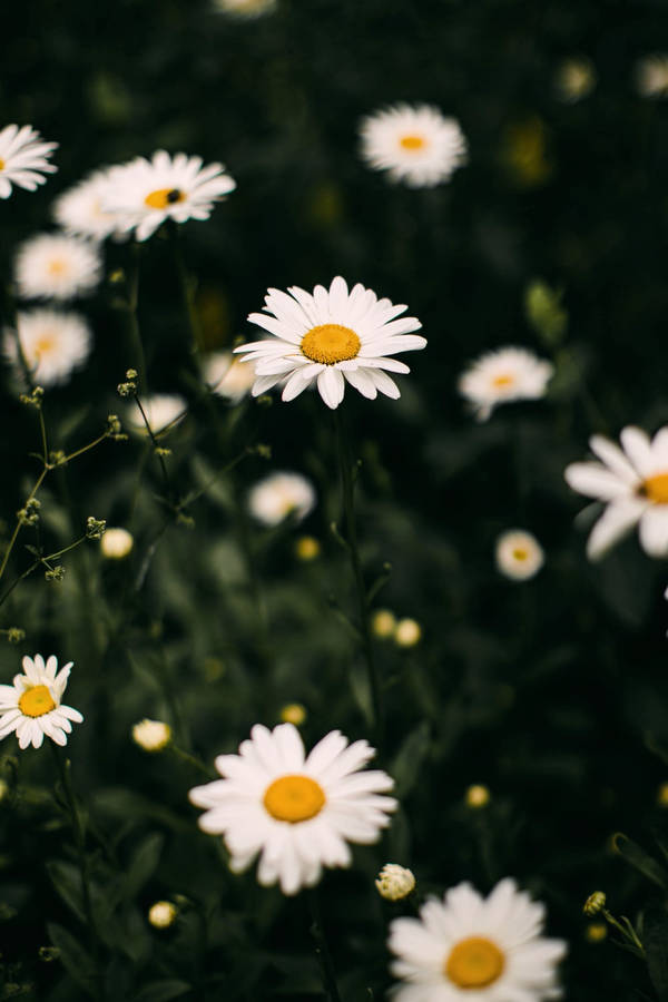 Daisy Flowers 4k Portrait Wallpaper