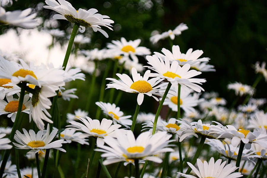 Daisy Flowers On Field 4k Wallpaper