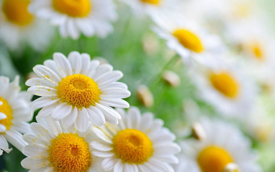 Daisy Flowers Up Close 4k Wallpaper