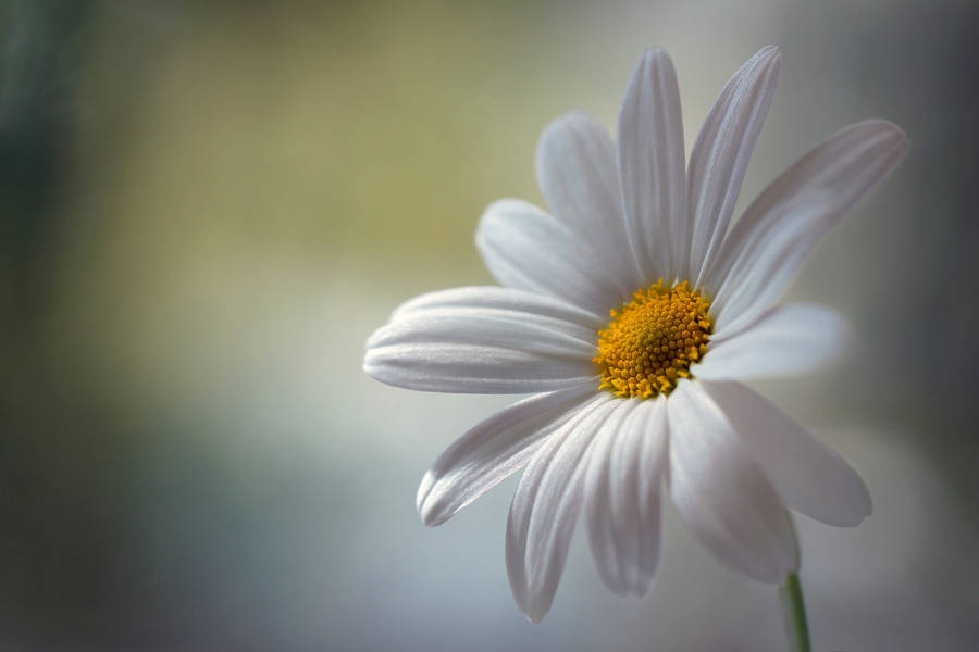 Daisy Focus Photograph 4k Wallpaper