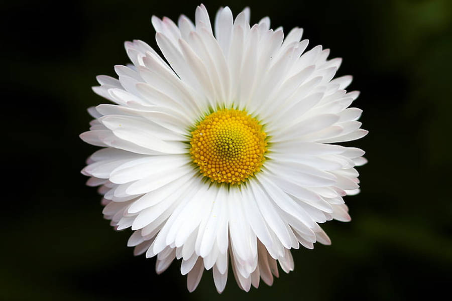 Daisy In Closeup 4k Wallpaper