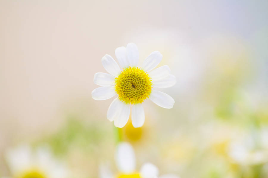 Daisy In Nature Blurred Background Wallpaper