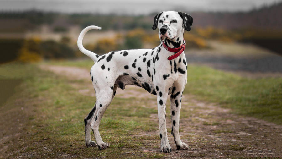 Dalmatian Dog In Red Collar Wallpaper