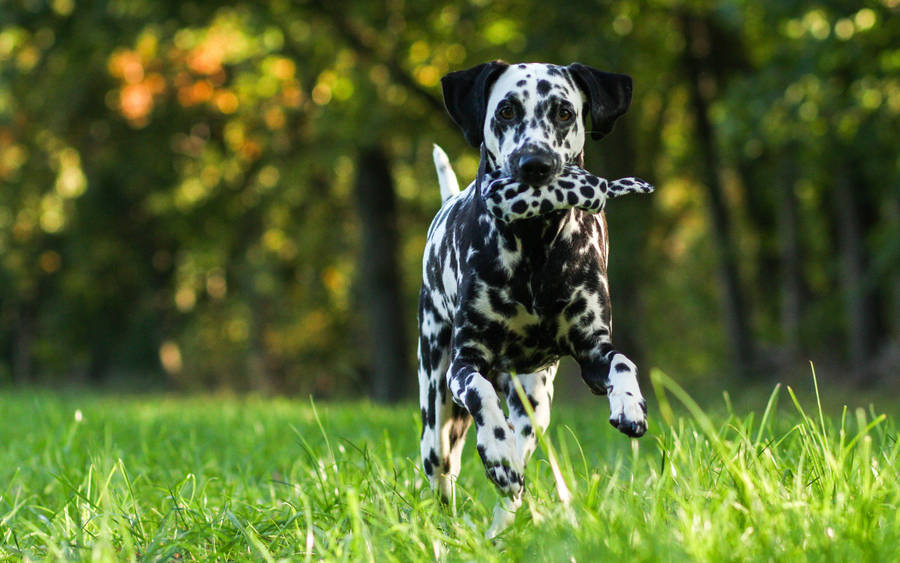 Dalmatian Dog Running On Grass Wallpaper