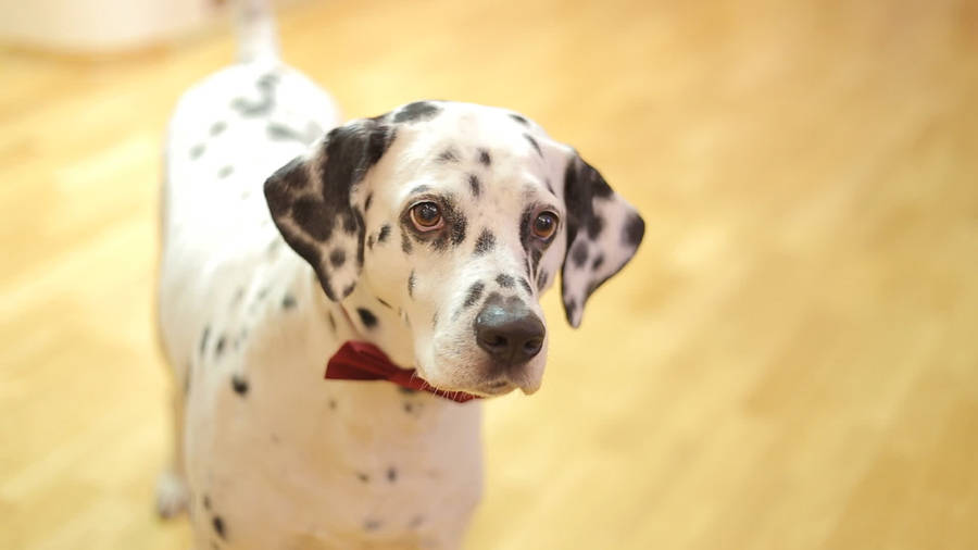 Dalmatian Dog With Bow Tie Wallpaper