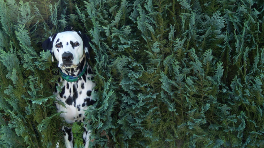 Dalmatian In Green Bushes Wallpaper