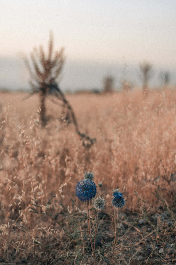 Dandelion Blue Flowers Phone Wallpaper