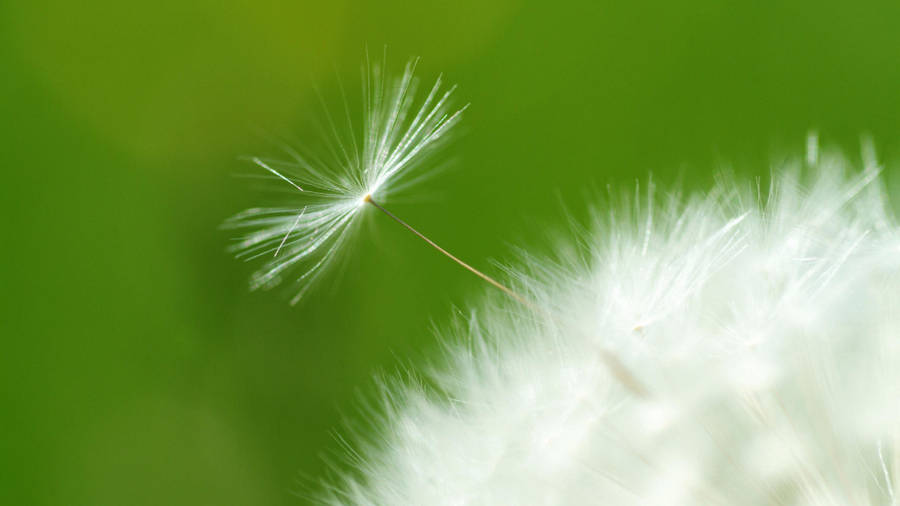 Dandelion Closeup White Seed Head Wallpaper