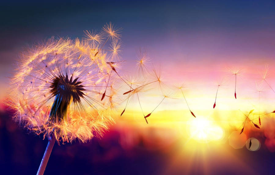 Dandelion Flower And Scenic Sunset Wallpaper