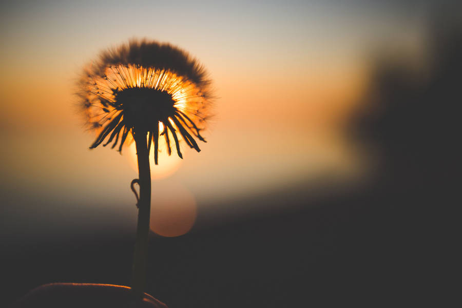 Dandelion Flower And Sunset Wallpaper