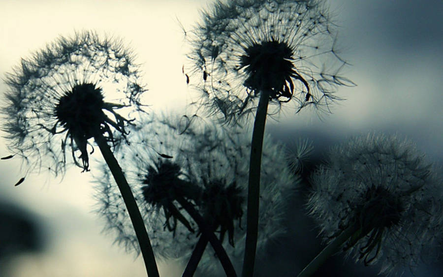 Dandelion Flowers Black Silhouettes Wallpaper