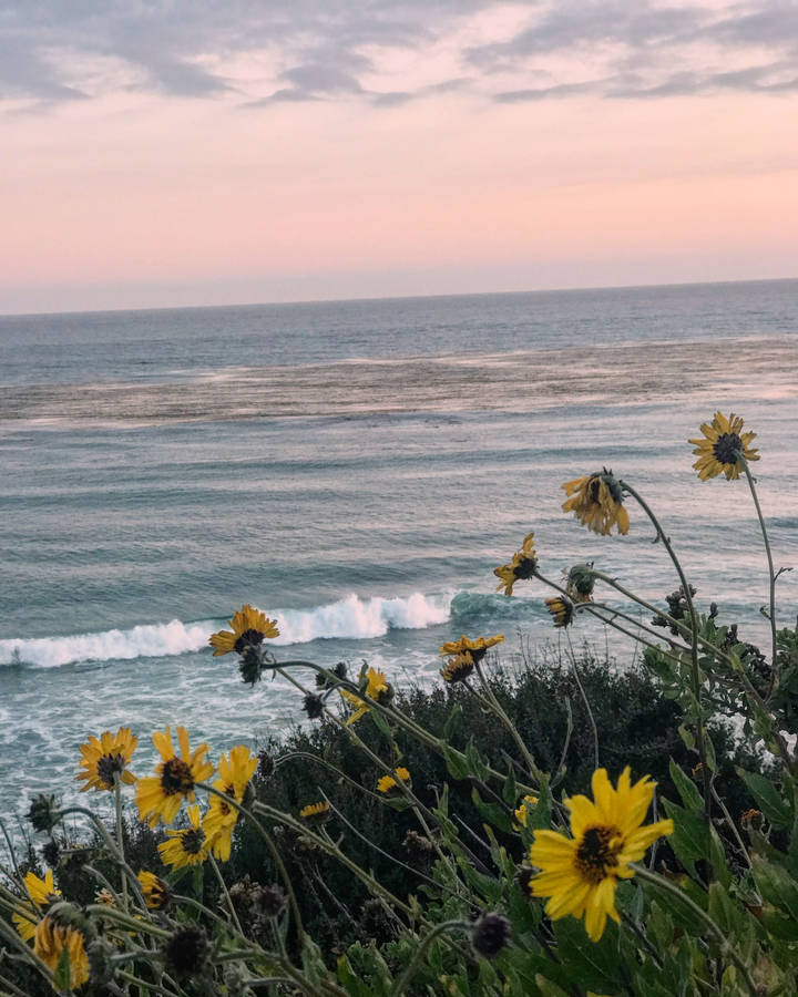 Dandelion Flowers In Malibu Wallpaper