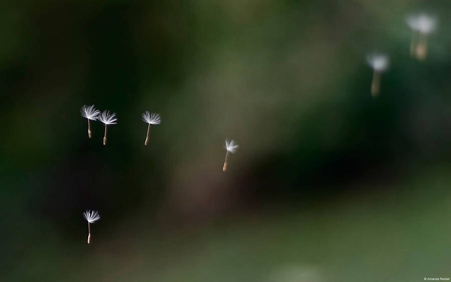 Dandelion Seeds Microsoft Cover Wallpaper