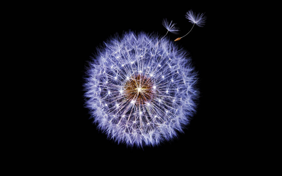 Dandelion With Purple Petals Wallpaper