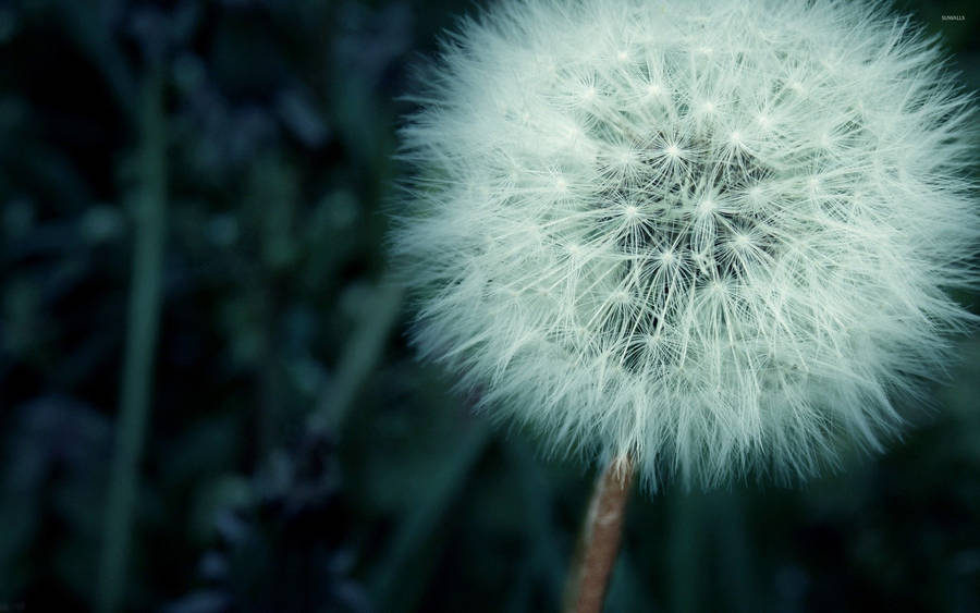 Dandelion With White Fluffy Flowers Wallpaper