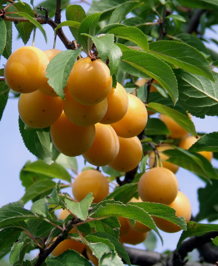 Dangling Ripe Nance Fruit Wallpaper