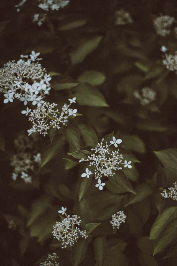 Dark Aesthetic Bunch Of Flowers Wallpaper