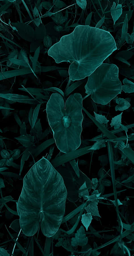 Dark Beauty Abides In Every Petal Of This Gorgeous Flower. Wallpaper