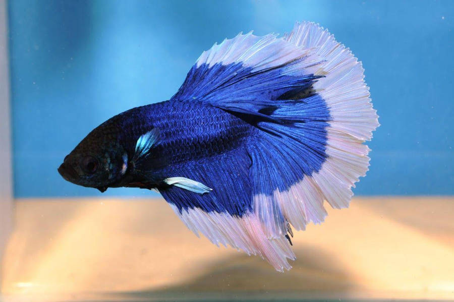 Dark Betta Fish Wallpaper