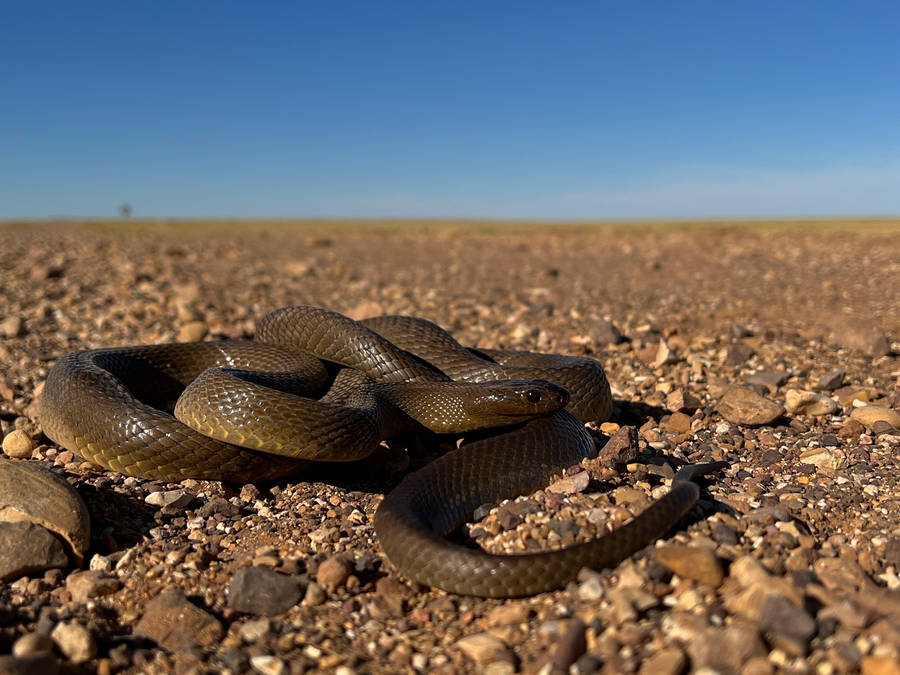 Dark Brown Taipan Reptile Wallpaper