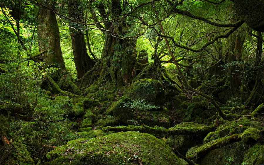 Dark But Lush Forest Wallpaper