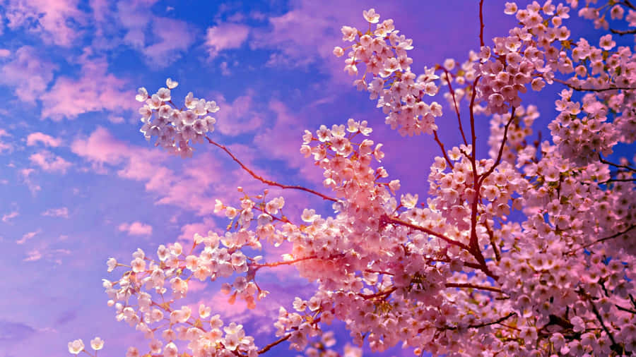 Dark Cherry Blossom Flowers On A Pink Sky Wallpaper