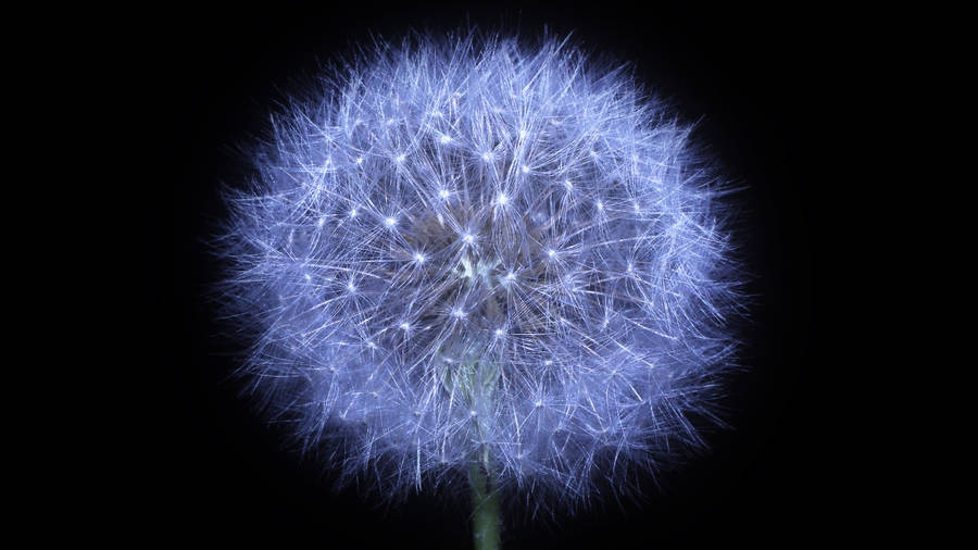 Dark Dandelion Pc Wallpaper