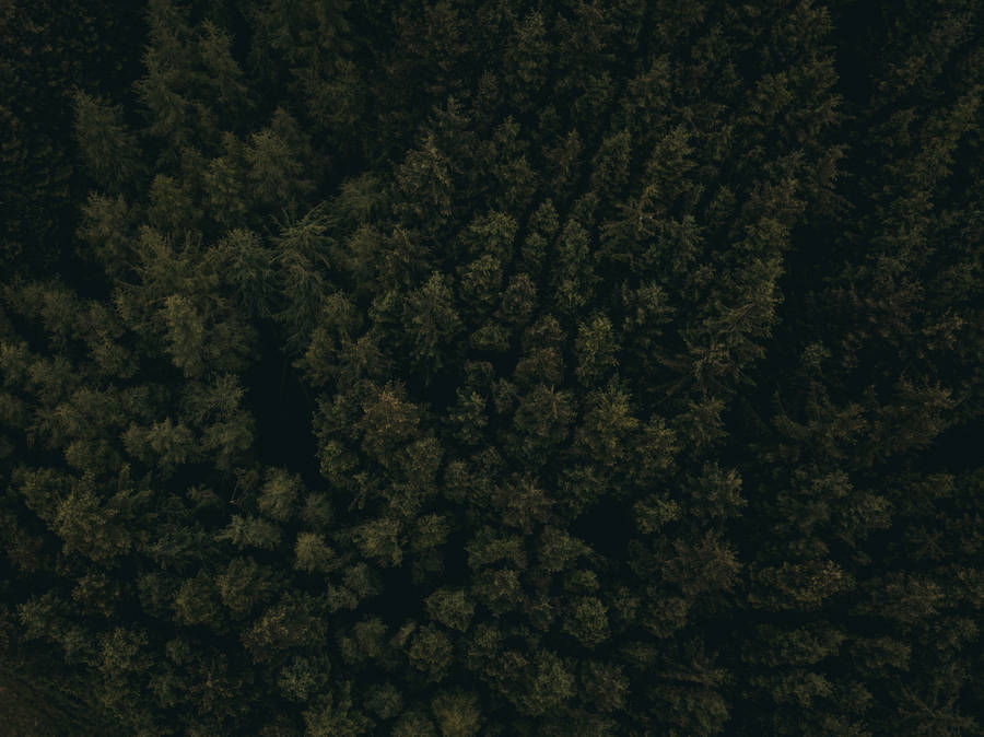 Dark Forest Aerial View Wallpaper