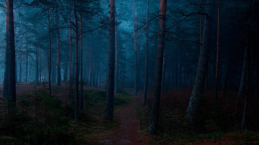 Dark Forest Blue Fog Wallpaper