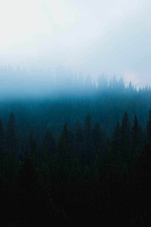 Dark Forest Fog Mobile Wallpaper