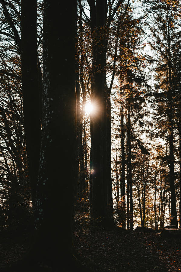 Dark Forest Sunlight Wallpaper