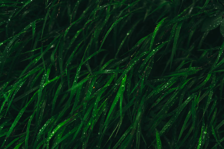 Dark Green Grass Aesthetic Photography Wallpaper