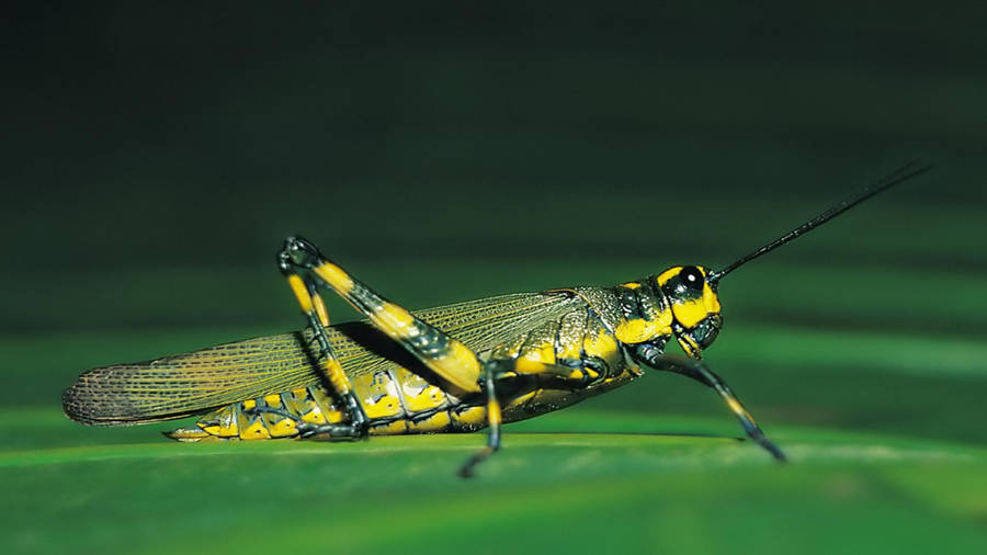 Dark Green Grasshopper Wallpaper