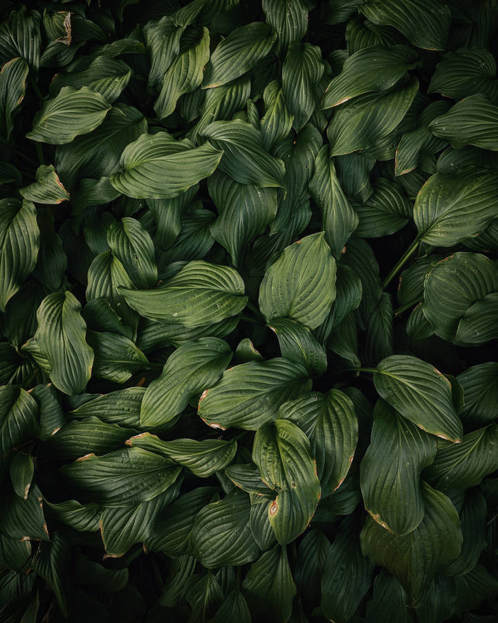 Dark Green Leaves High Angle Wallpaper