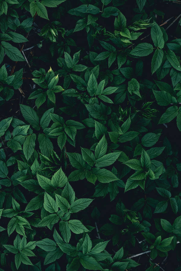Dark Green Leaves Pattern Wallpaper