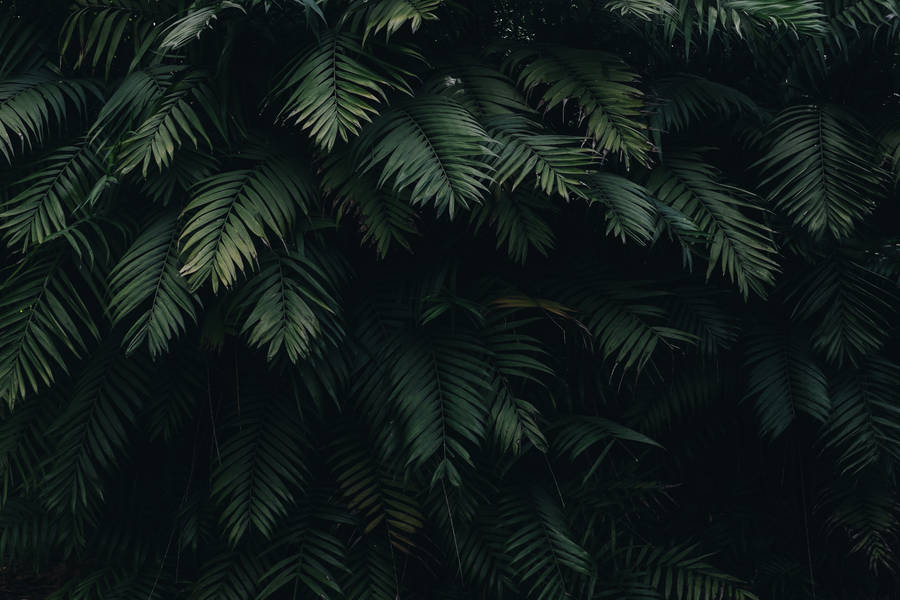 Dark Green Palm Leaves Desktop Computer Wallpaper