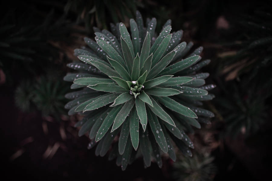 Dark Green Plant With Water Drops Wallpaper