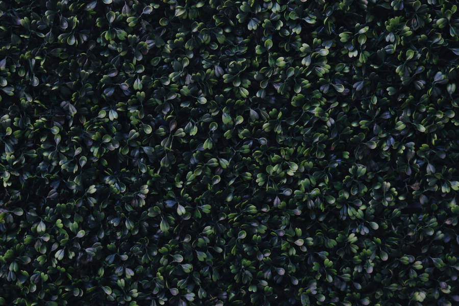 Dark Green Tiny Leaves Wallpaper