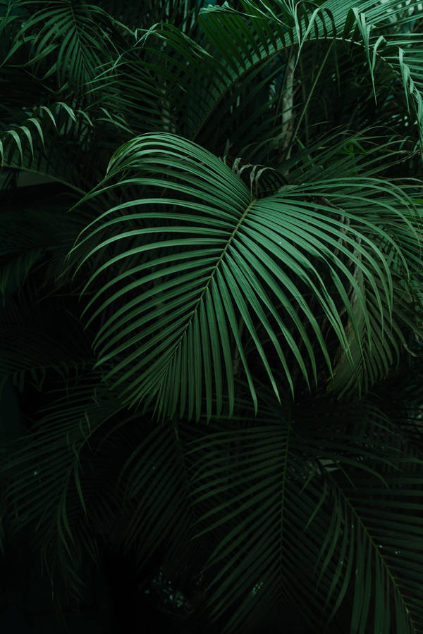 Dark Green Tropical Palm Leaves Wallpaper