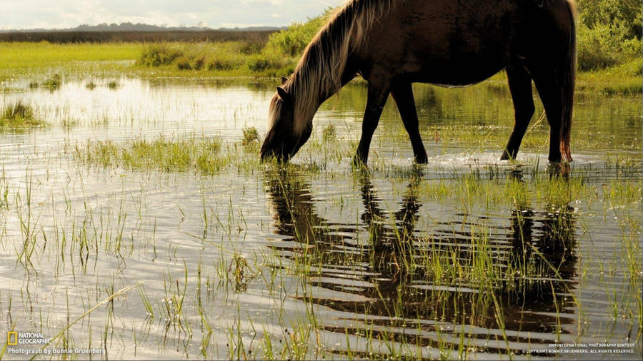 Dark Horse Drinking Water Wallpaper