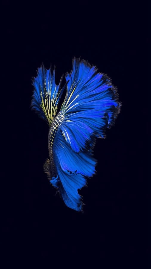 Dark Iphone Blue Flower Wallpaper