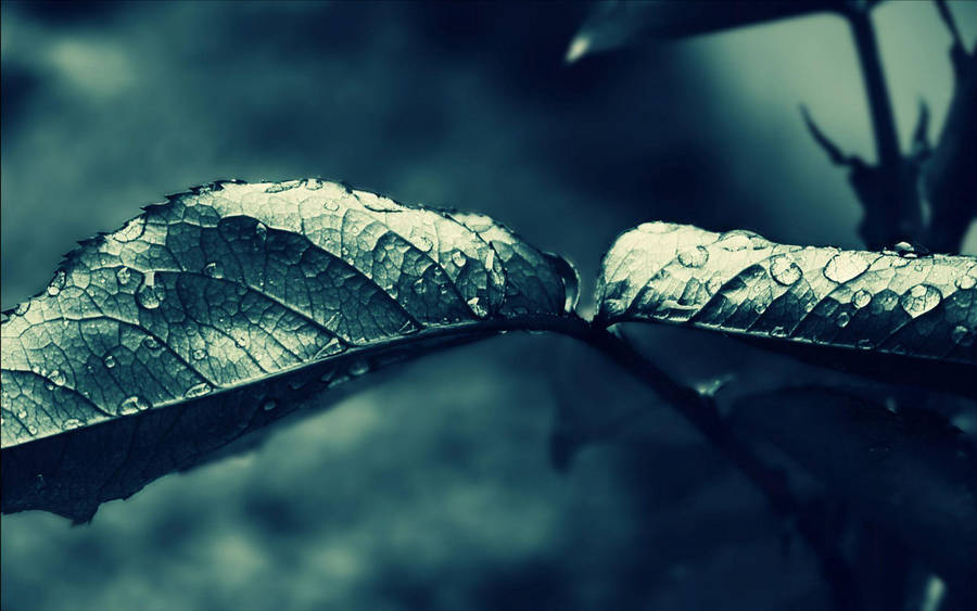 Dark Leaves Most Beautiful Rain Wallpaper