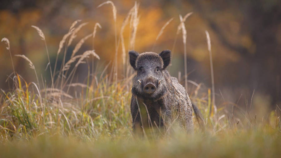 Dark Maremman Wild Boar Wallpaper