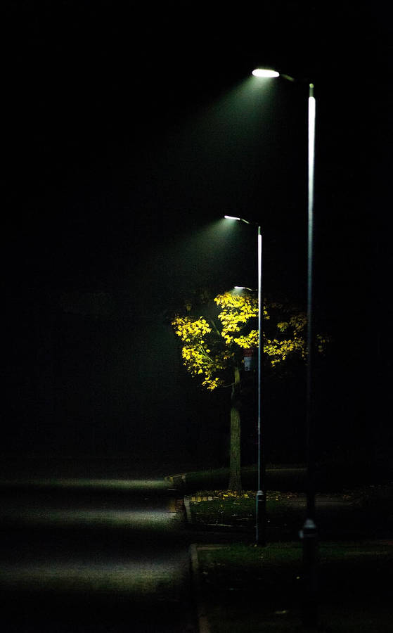 Dark Night With Tree In Park Wallpaper