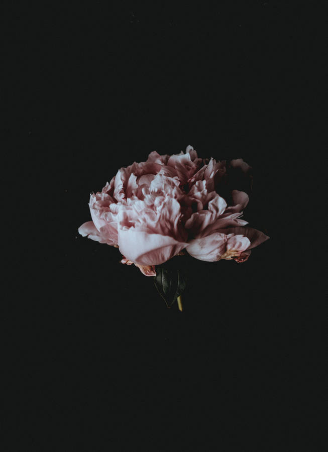 Dark Peony Flower Wallpaper