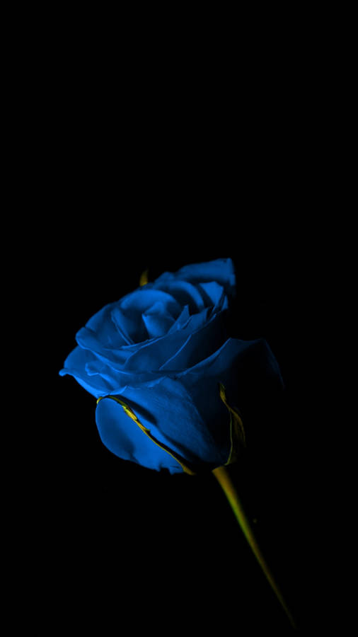 Dark Photography Blue Rose Beautiful Flower Wallpaper