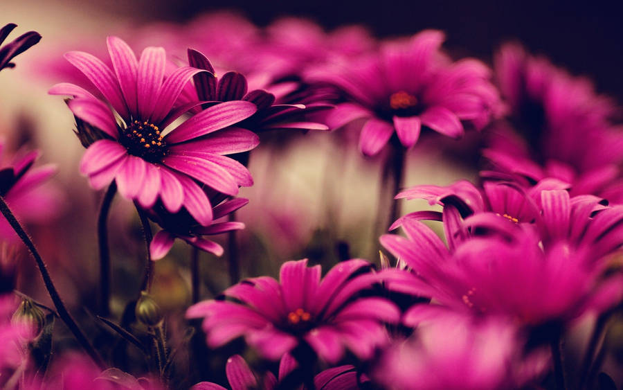 Dark Pink Daisy Flowers Wallpaper