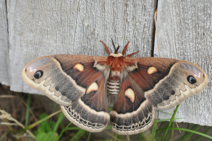 Dark Red Brown Columbia Silkmoth Wallpaper